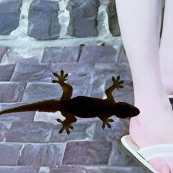 Gecko auf Werbetafel