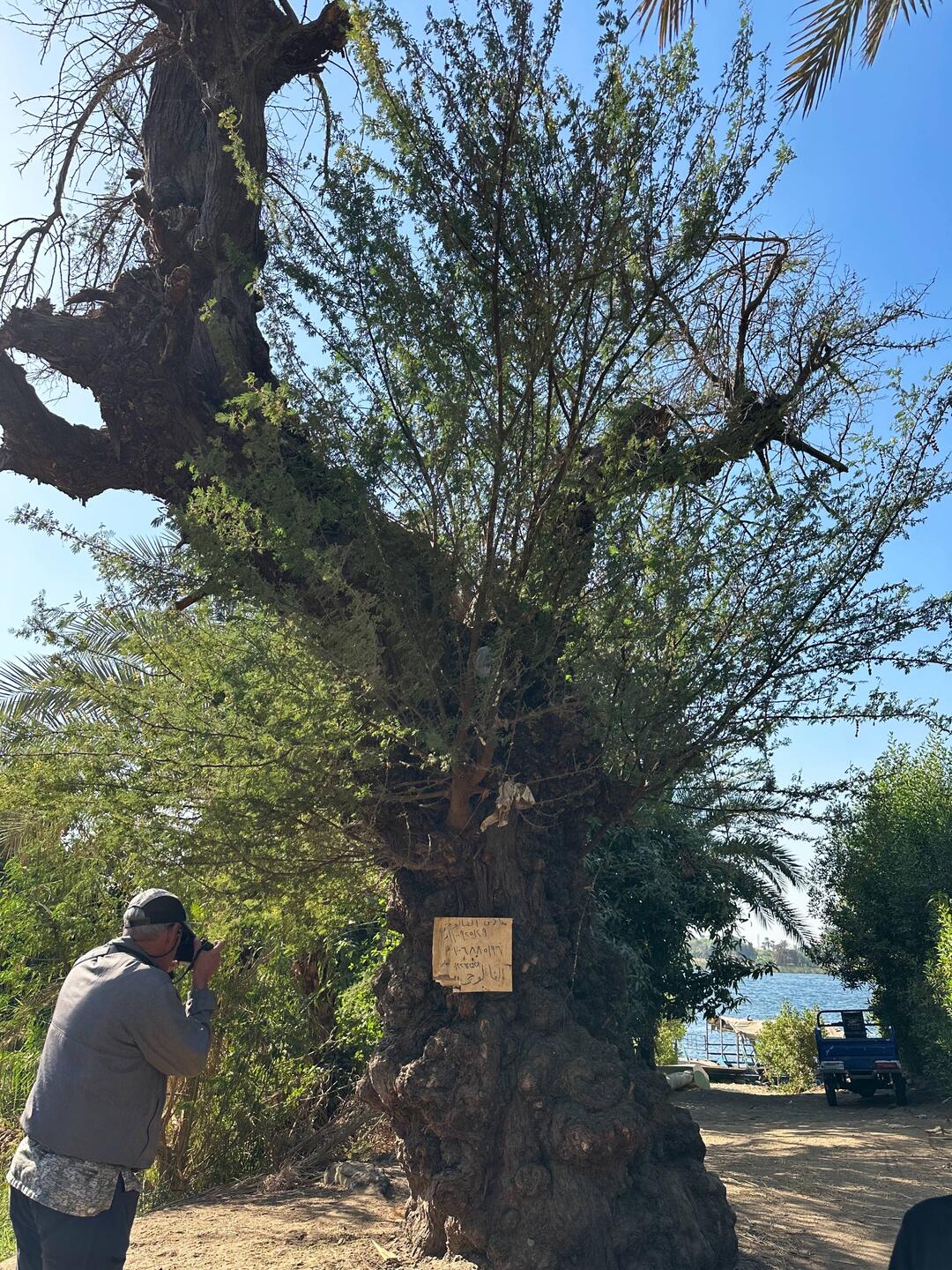 Gum Tree
