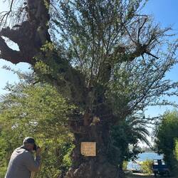 Gum Tree