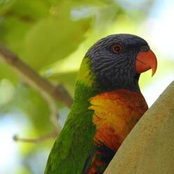 Rainbow Lorikeet in Perth city center