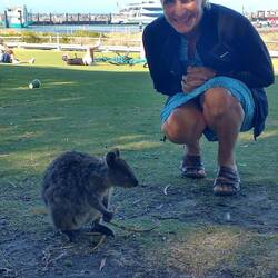 Quokka at Rottnest Island