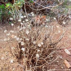 Tja, gegen mich wirkt selbst diese Steinimmortelle wie ein absolutes Genie 🤦‍♂️