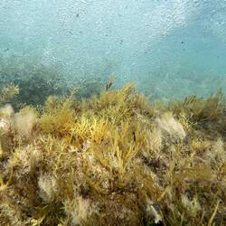 ..mein Handy sieht sich die Welt von unten an 🐠