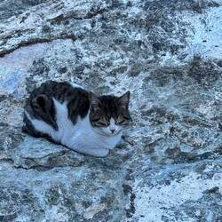 Symphatische Nachfolgerin von Chimaira