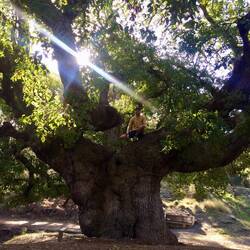 ..und einer gigantische Eiche führt.