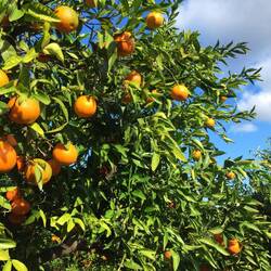 Am Wegesrand finden sich süße Orangen, Mandarinen..