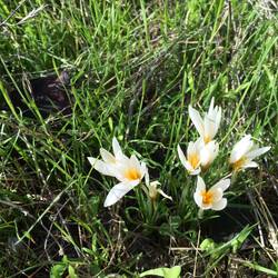 ..wie beispielsweise darauf nicht auf diesen Silberlack-Krokus zu treten.