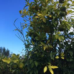 ..vermutlich säuerliche Zitronatzitronen 🍋