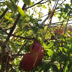 ..und Terpentin-Pistazie.