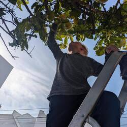 Frische Zitronen 🍋