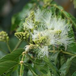 Die Blüten von Tanjas neuer Lieblingsfrucht sehen auch echt hübsch aus