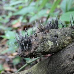 ...bis hin zu gruseligen grauen Holzkeulenpilzen
