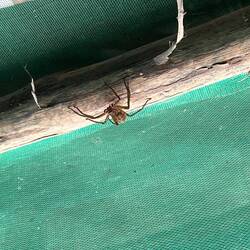 Tschüss Zimmerspinne!