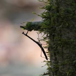Eine Gottesanbeterin sitzt an einem Baum