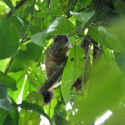 Ein Hörnchen beobachtet uns durch das dichte Blattwerk