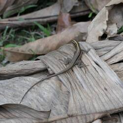 Überall um unsere Unterkunft rascheln Eidechsen zwischen trockenen Blättern