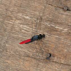 Zurück im Camp sonnt sich eine knallrote Libelle