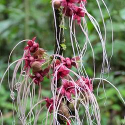 Die wunderschönen Blüten des "Wilden Kakaos"