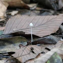 Pilze gibt es hier auch einige. Von kleinen weißen mit Schirmchen...