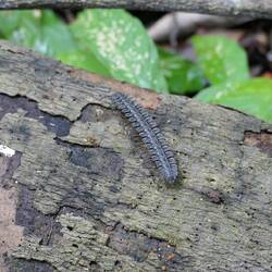 Ein ungewöhnlicher Tausendfüßler