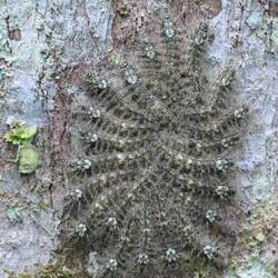 Eine Tausendfüßler-Party