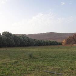 Auf einmal wird es kurz richtig grün - ich glaube es handelt sich um Arganbäume