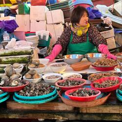 Snails, oysters and clams.