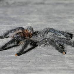 Auch auf unserer Terrasse wartet eine Tarantel auf uns