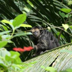 Morgens werden wir von Affen geweckt, die über unser Dach hüpfen