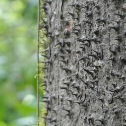 Ein Baum mit einer stacheligen Rinde