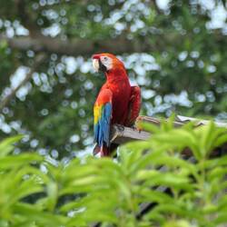 Auch ein paar Aras fliegen im Dorf hin und her