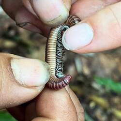 Sieht aus wie ein klassischer Tausendfüßler