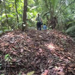 Hier gibt es riesige Ameisenhaufen