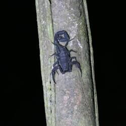 Der Skorpion sitzt wieder an seinem Baum