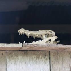 Ob wir wohl noch ein Krokodil sehen werden?