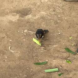 Der Haus-Tukan des Dorfes lässt sich gerne füttern