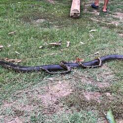 Eine große und eine kleine Anakonda schlängeln sich friedlich durch das Gras