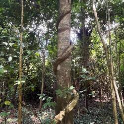 Immer wieder sehen wir interessante Baumformen