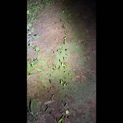 Die Blattschneiderameisen haben hier jede Menge zu tun