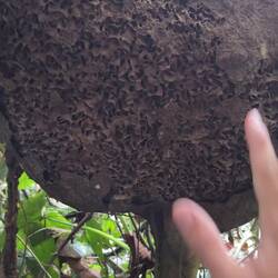 Ein Termitennest voller Ameisen