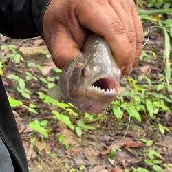 Uiuiui. Von dem möchten wir nicht angeknabbert werden