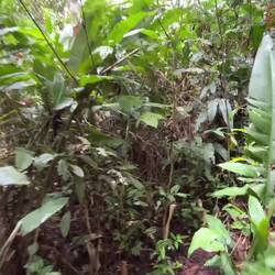 Wir beginnen mit unserer Wanderung durch den Dschungel