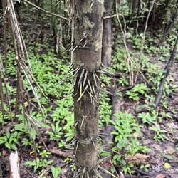 Viele Pflanzen sind stachelig