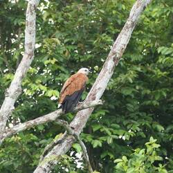 Einige Fischbussarde ruhen sich rund um unsere Unterkunft aus