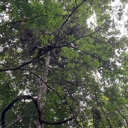 Diese Affengruppe ist an Menschen gewöhnt