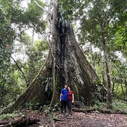 1.000 Jahre alt soll dieser Baum sein