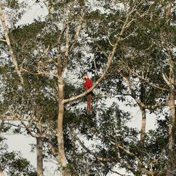 Sogar ein Ara schaut vorbei