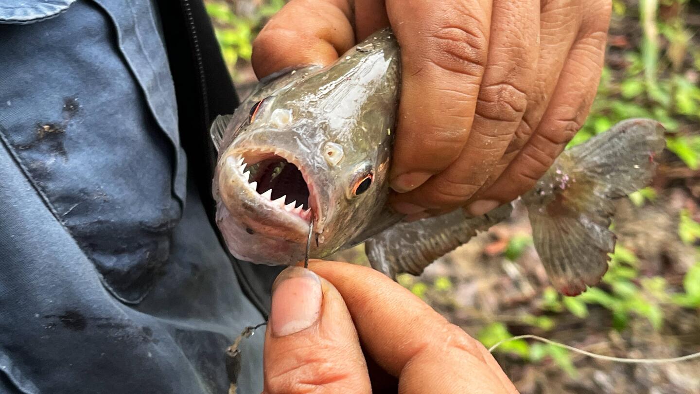 Die Koreanerin angelt uns einen Piranha