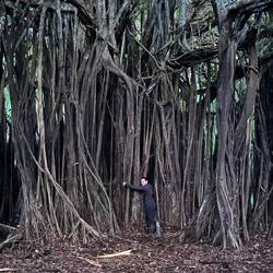 Ein riesiger parasitischer Feigenbaum