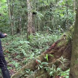 Diese Bäume wurden/werden als Kommunikationsmittel genutzt